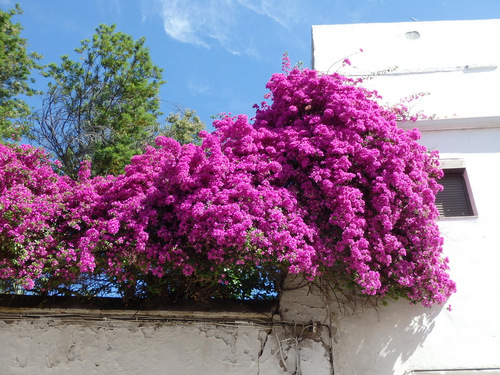 Bougainville.